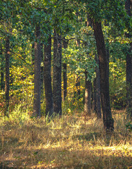 Autumn woods