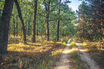 Fototapeta premium Autumn woods