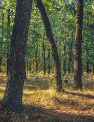 Naklejka premium Autumn woods