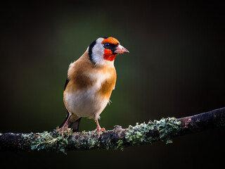 European Goldfinch in Radiant Light
