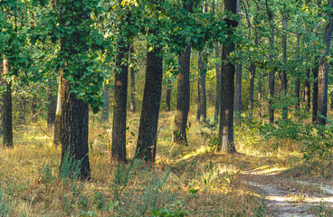 Autumn woods