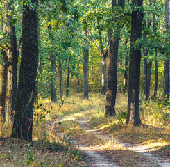 Autumn woods