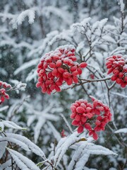red flowers in the snow