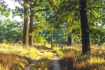 Autumn woods