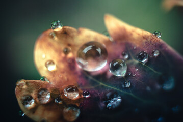 Morning nature in sunlight and dew