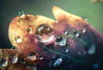 Morning nature in sunlight and dew