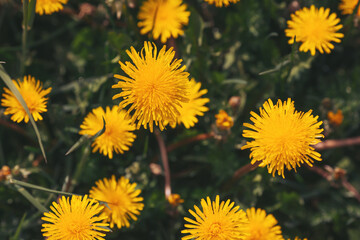 Yellow dandelion texture as very nice flower background. Yellow dandelion closeup. Flower background