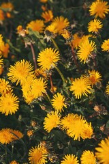 Yellow dandelion texture as very nice flower background. Yellow dandelion closeup. Flower background