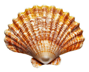 Fototapeta premium PNG Beautiful seashell displayed on a clean background