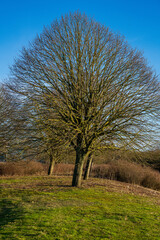 Solitary deciduous tree showcases intricate branch structures in the British winter landscape. Morning sunlight highlights the natural architecture of bare limbs against the azure sky