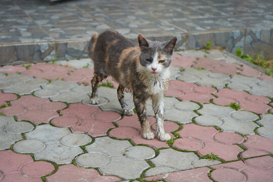 wet dirty cat, dirty with mud homeless cat standing on the path in the yard