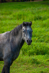 Portrait of a Finnish horse with grass in its mouth against a vibrant green field. This rare breed shows the characteristic strong build and calm demeanor