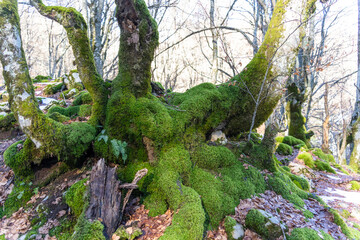 Albania mountain forest valley in mat rivers snow
