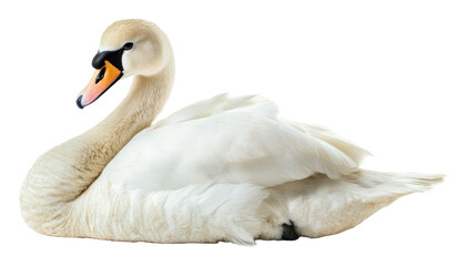 Obraz premium PNG Elegant white swan resting by the water's edge