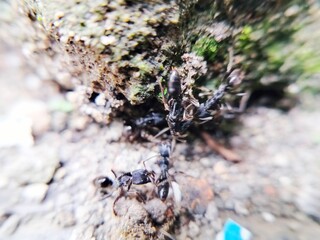 colony pachycondyla out of the nest