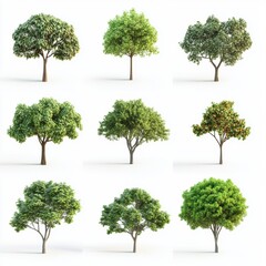 Fototapeta premium Collection Beautiful 3D Trees Isolated on white background , Use for visualization in architectural design or garden decorate