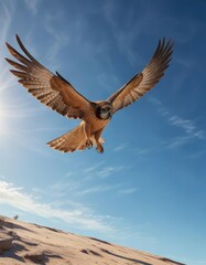 Obraz premium A powerful brown falcon dives down towards its prey under the vast expanse of a clear blue sky, tree top, landscape photography