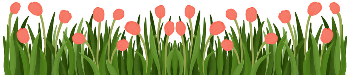 Row of Red tulips