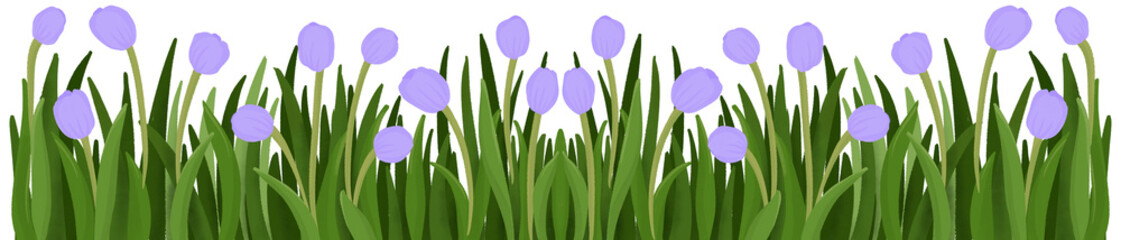 Row of Purple tulips