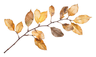 PNG Autumn branch with dried leaves on white