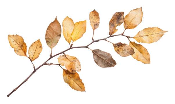 PNG Autumn branch with dried leaves on white