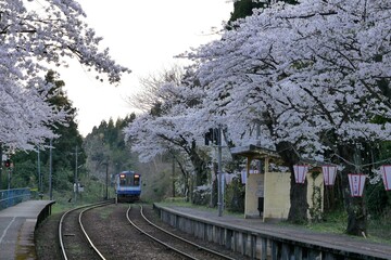 桜の季節の能登さくら駅