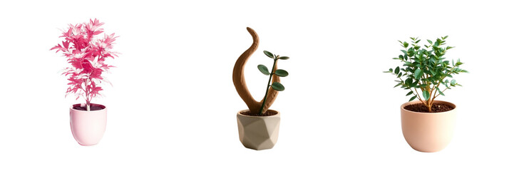 Obraz premium Set of a plant in a pot and flowers isolated on transparent background 