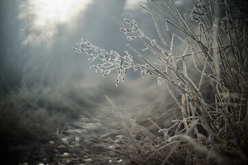 Detailed photo of frozen grass with bokeh backgroud. 