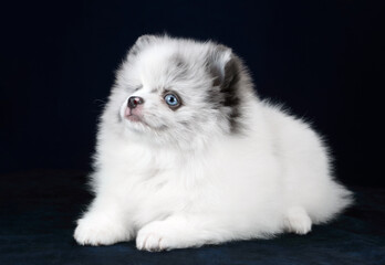 Obraz premium Cute fluffy pomeranian puppy on blue background
