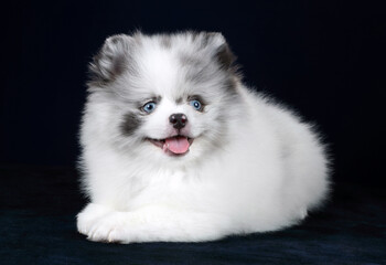 Fototapeta premium Cute fluffy pomeranian puppy on blue background