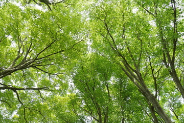 ブナの新緑