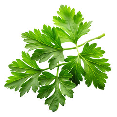 Fresh Green Parsley Sprig Isolated Black Background Herb Leaf Food Spice Plant Aroma Salad