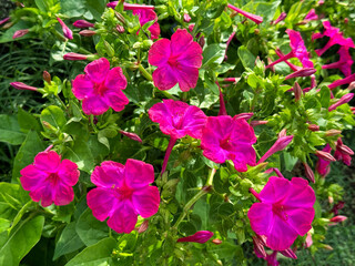 Plant Mirabilis jalapa four o'clock flower or marvel of Peru blooms.