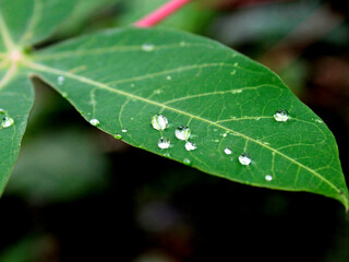Raindrops falling on cassava leaves.