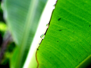 Raindrops falling on banana leaves.