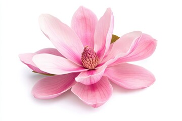 Pink magnolia blossom isolated, white background, spring bloom, floral design