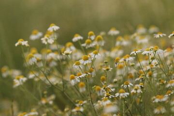 fiori di camomilla in estate in un campo al tramonto
