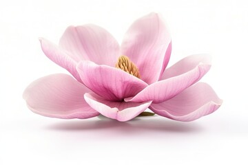 Pink magnolia blossom, studio shot, white background, floral design (17)
