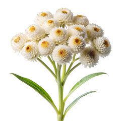 Fototapeta premium Beautiful White Strawflower Bouquet Floral Design Soft Plant Image Macro Green Fresh Bloom