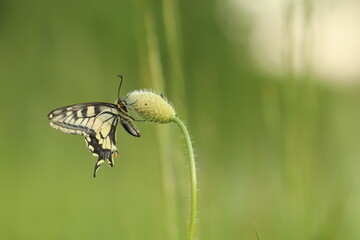 una farfalla macaone su un fiore in un campo