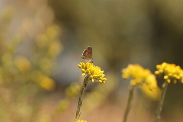 una farfalla licenide su un fiore al tramonto