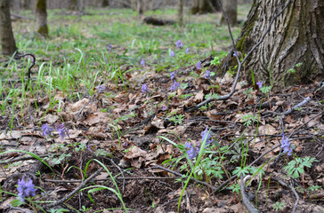 Blue Spring Flowers in Forest on the lawn close up