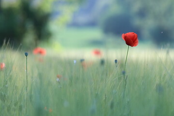 fiori di papavero in primavera al tramonto