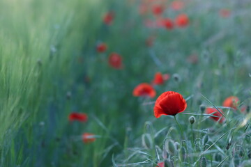 Fototapeta premium fiori di papavero in primavera al tramonto