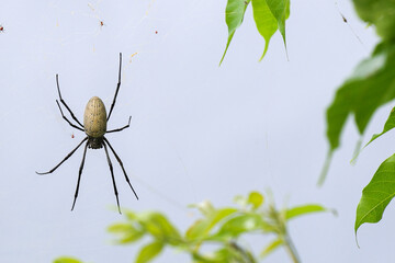 A spider is currently sitting on its intricate web in a tree