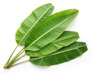 Obraz premium green leaf 