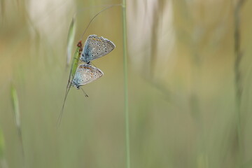 una farfalla licenide su un fiore al tramonto
