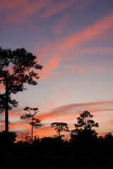 A serene sunset with vibrant pink and purple hues, silhouetted trees create a tranquil landscape against the colorful sky.