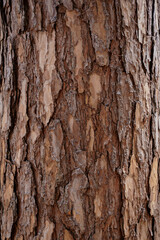 A close-up view of textured tree bark, showcasing its intricate patterns and natural earthy colors.