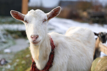 Fototapeta premium A white goat, which is wearing a bright red collar, is standing in the snow